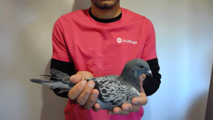 Pigeon image