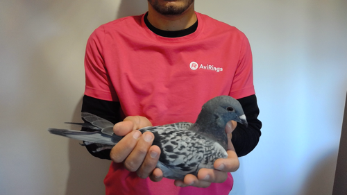 Pigeon image