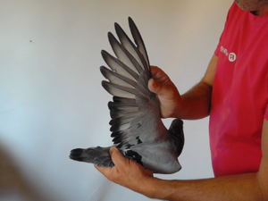 Pigeon image