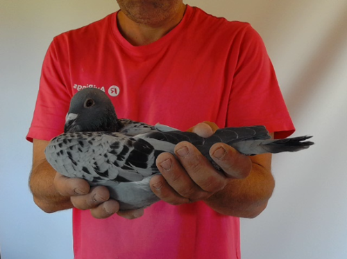 Pigeon image