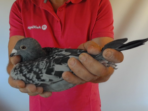 Pigeon image