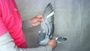 Pigeon image