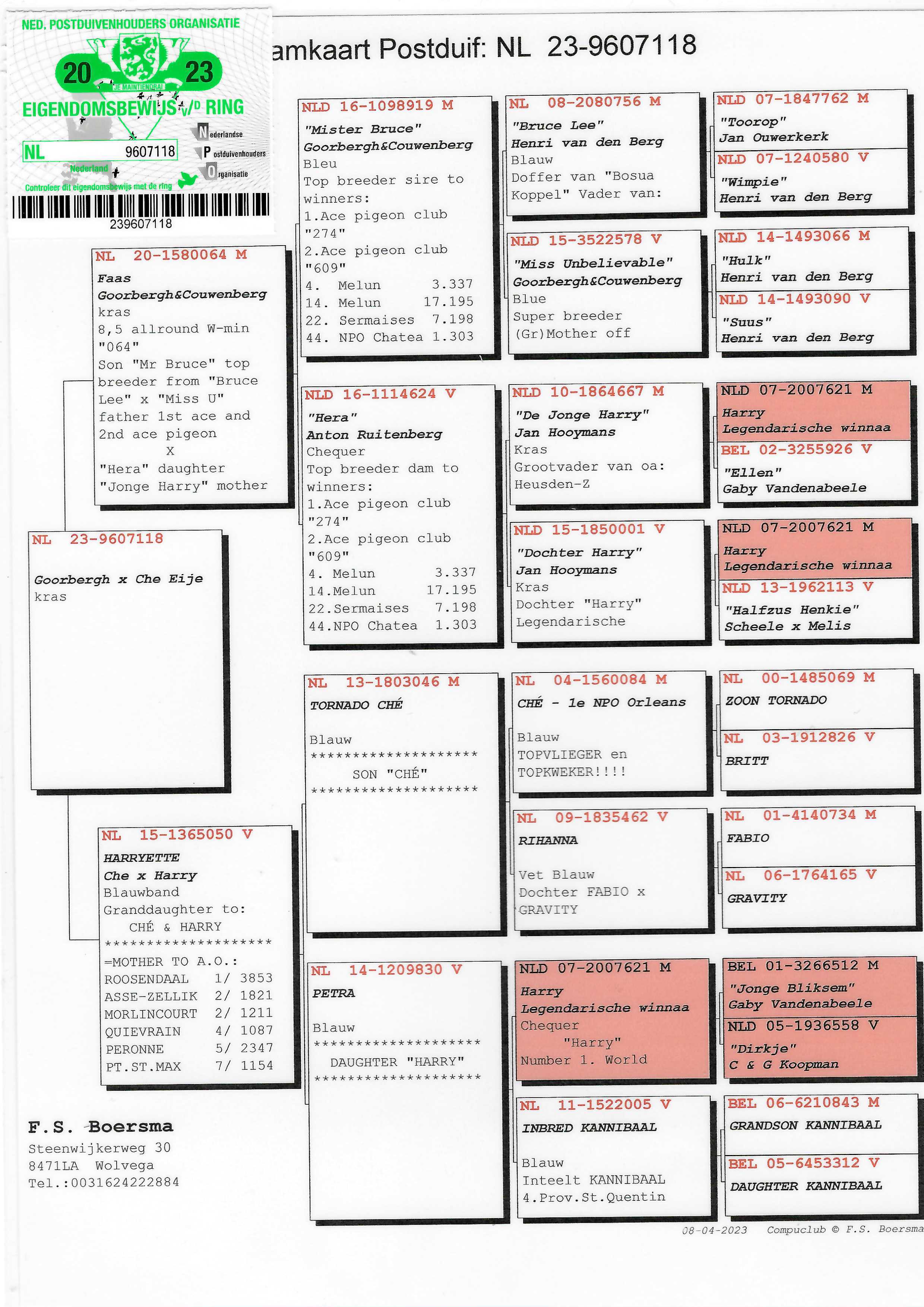 Pigeon pedigree image