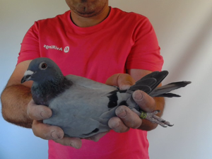 Pigeon image