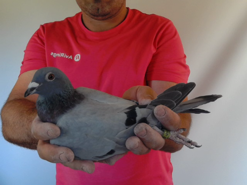 Pigeon image