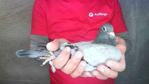 Pigeon image