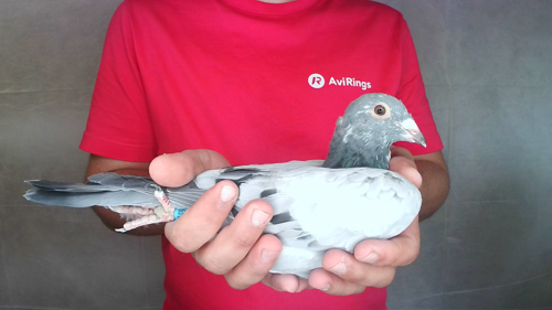 Pigeon image