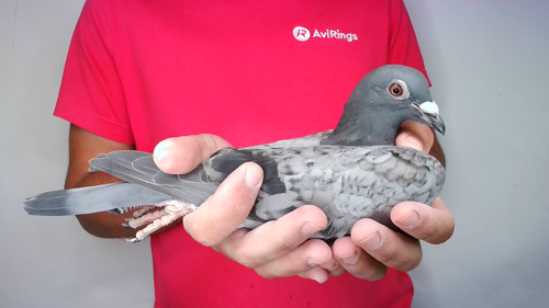 Pigeon image