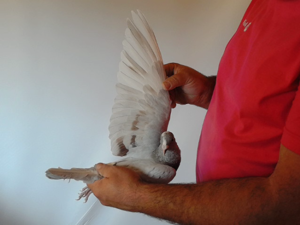 Pigeon image