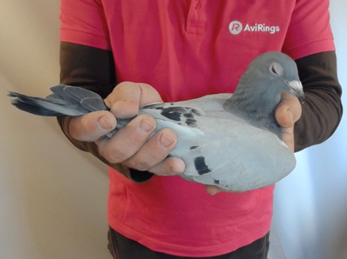 Pigeon image