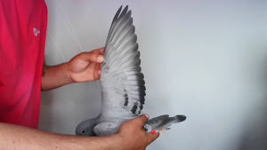 Pigeon image