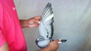 Pigeon image