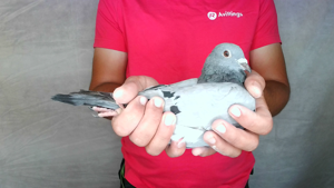 Pigeon image