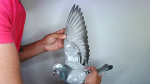 Pigeon image
