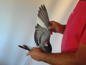 Pigeon image