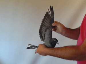 Pigeon image