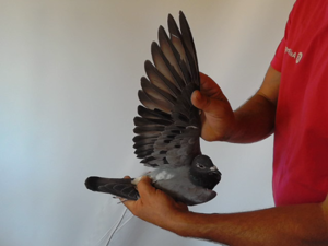 Pigeon image