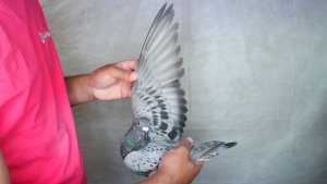 Pigeon image