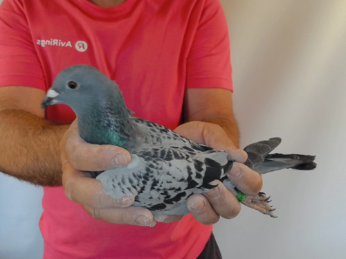 Pigeon image