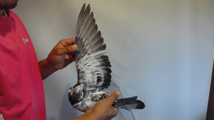 Pigeon image