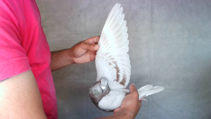 Pigeon image