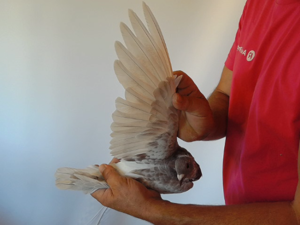 Pigeon image