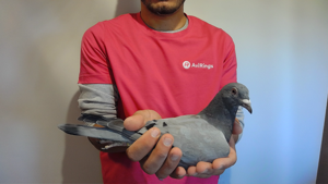 Pigeon image