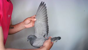 Pigeon image