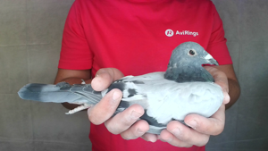 Pigeon image