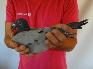Pigeon image