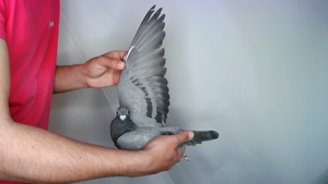 Pigeon image