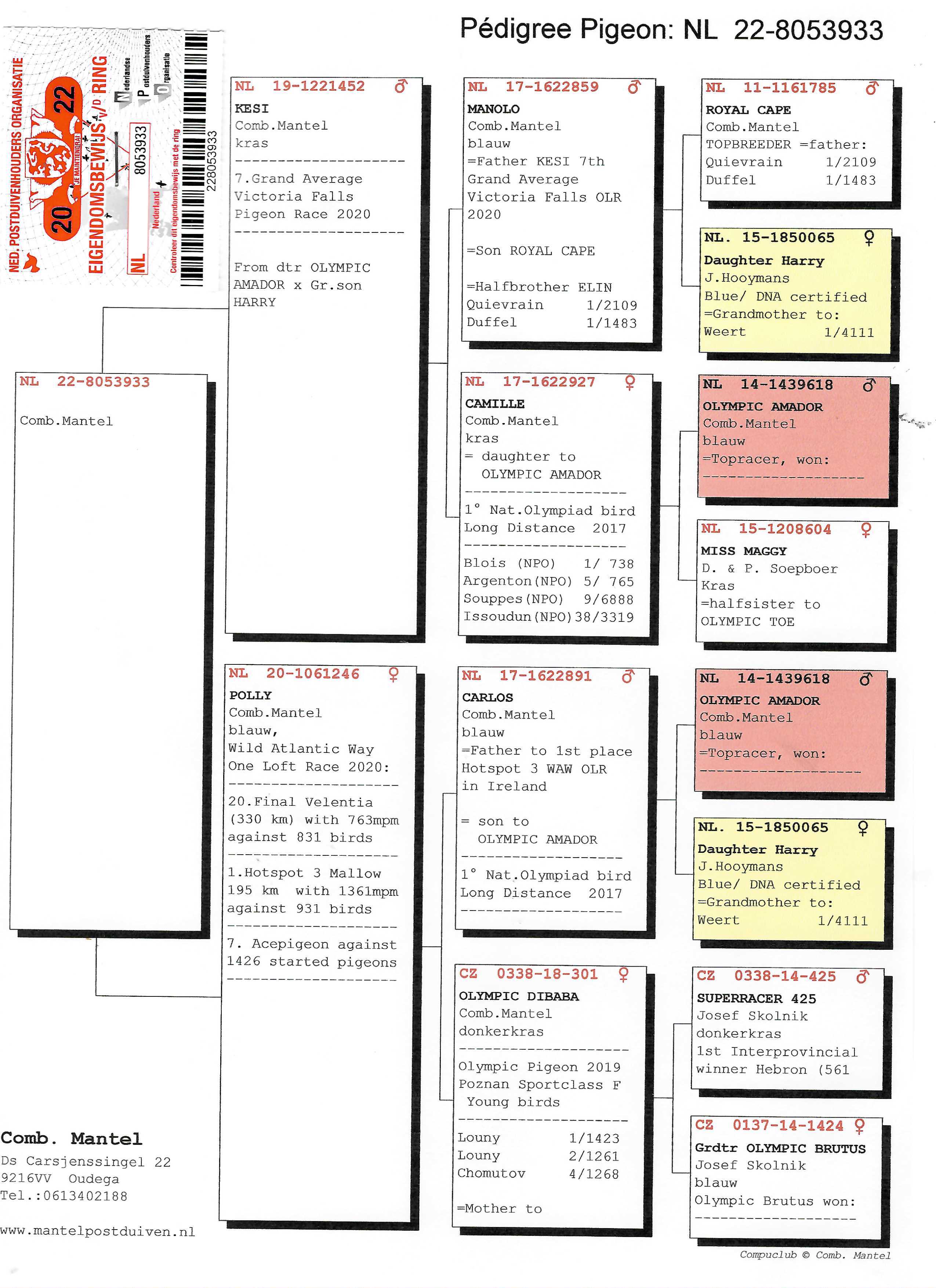 Pigeon pedigree image