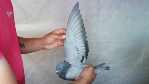Pigeon image