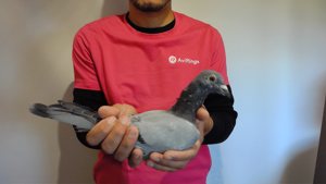 Pigeon image