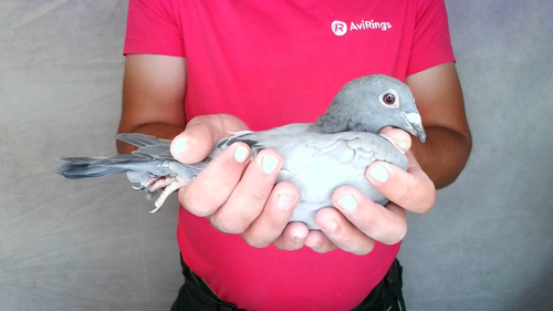 Pigeon image