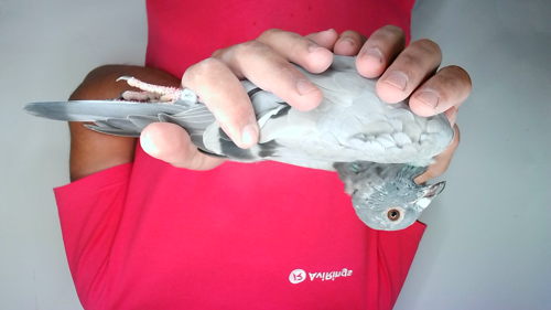 Pigeon image