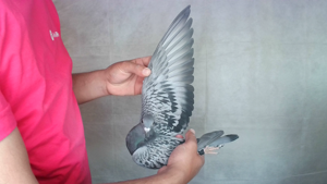 Pigeon image