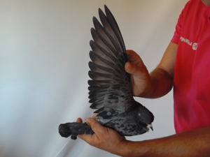 Pigeon image