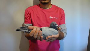 Pigeon image