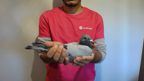 Pigeon image