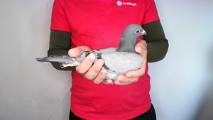 Pigeon image