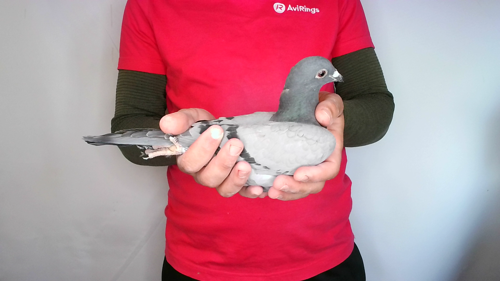 Pigeon image