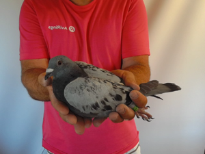 Pigeon image