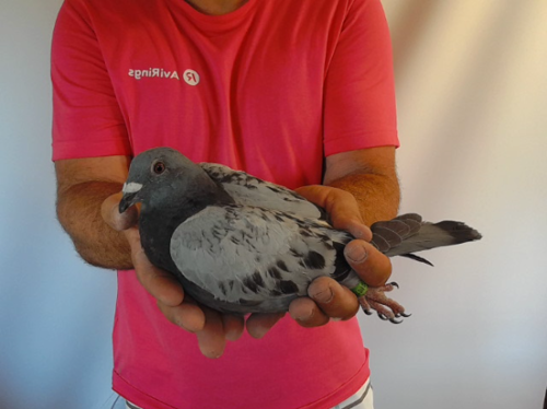 Pigeon image