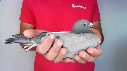 Pigeon image