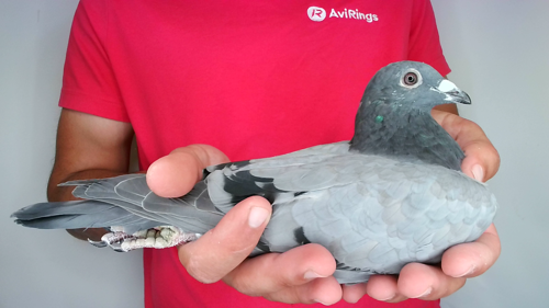 Pigeon image