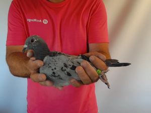 Pigeon image