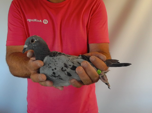 Pigeon image