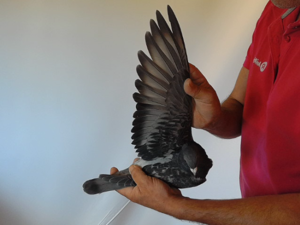 Pigeon image
