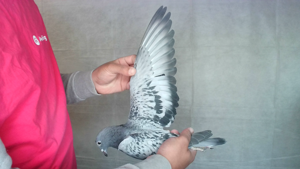 Pigeon image